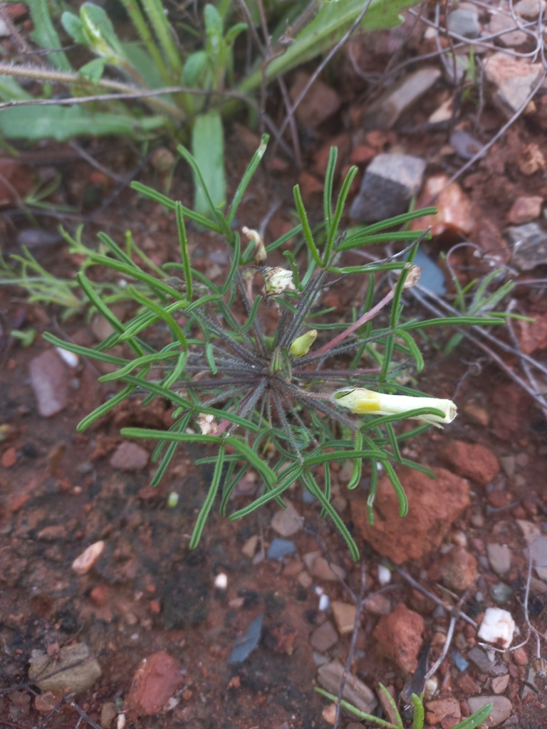 Oxalis deserticola BULBS