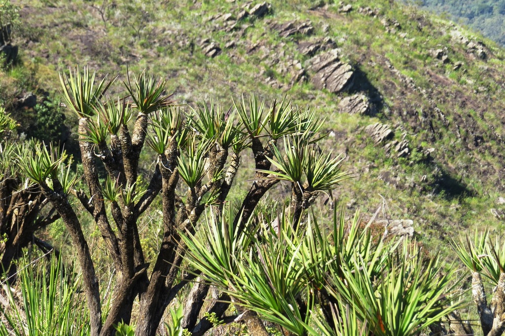 Vellozia gigantea