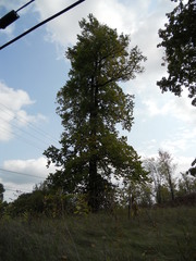 Ulmus thomasii