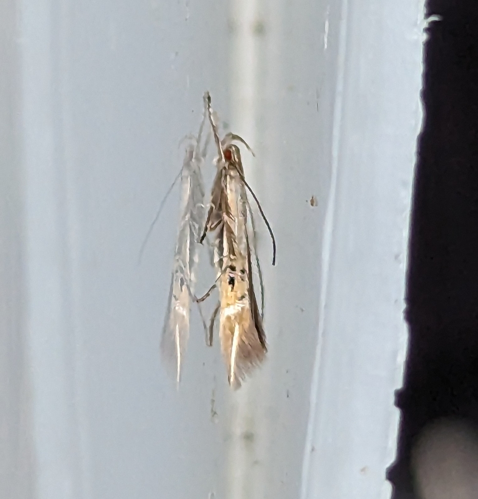 Fernald's Cosmopterix Moth