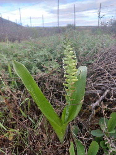Lachenalia undulata