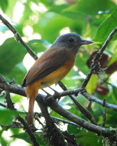 Citron-bellied Attila (Attila citriniventris), photo 5