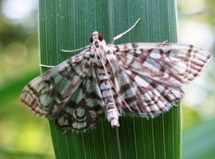 Lygropia rivulalis
