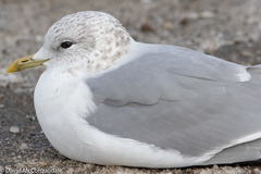 Larus canus canus