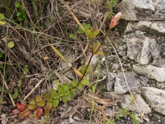 Epilobium wilsonii