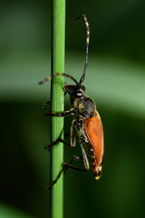 Brachyleptura