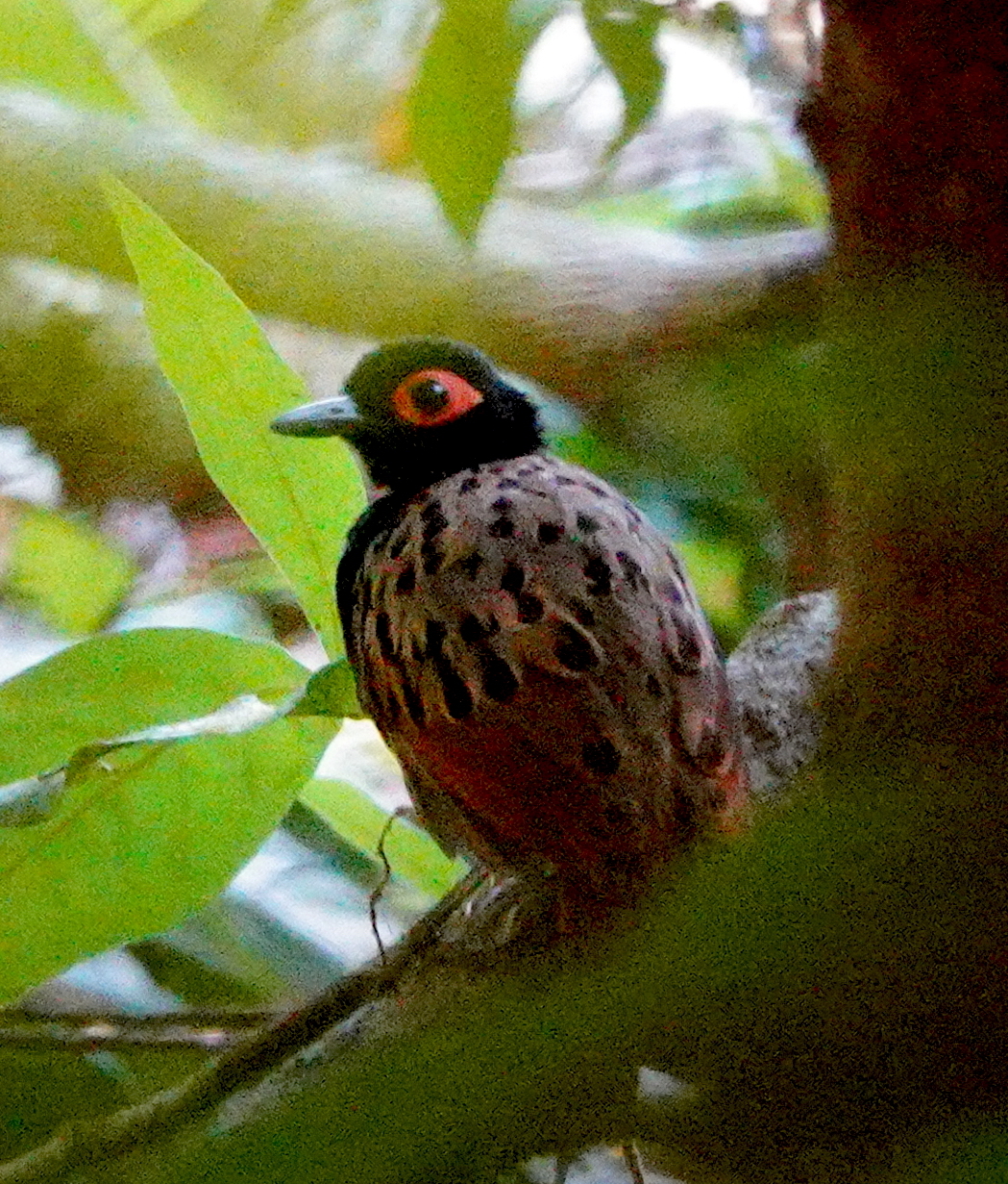 Black-spotted Bare-eye (Phlegopsis nigromaculata), photo 3