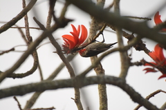 Chalcomitra senegalensis gutturalis