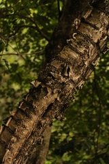 Heteromorpha arborescens abyssinica