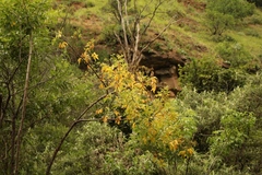 Heteromorpha arborescens abyssinica