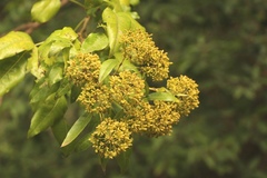 Heteromorpha arborescens abyssinica