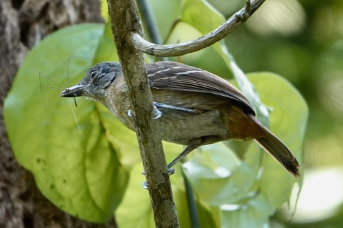 Mouse-colored Antshrike (Thamnophilus murinus), photo 6