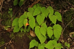 Begonia sutherlandii