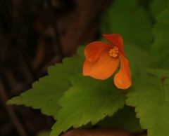 Begonia sutherlandii
