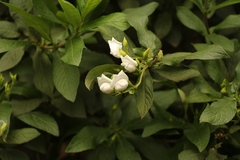 Bowkeria verticillata