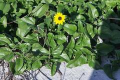 Helianthus debilis