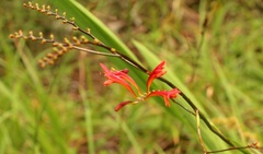 Crocosmia paniculata
