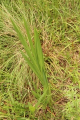 Crocosmia paniculata