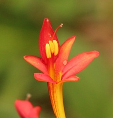 Crocosmia paniculata