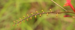 Crocosmia paniculata