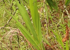 Crocosmia paniculata