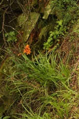 Crocosmia aurea