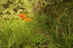 Crocosmia aurea