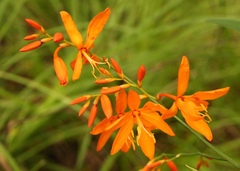 Crocosmia aurea
