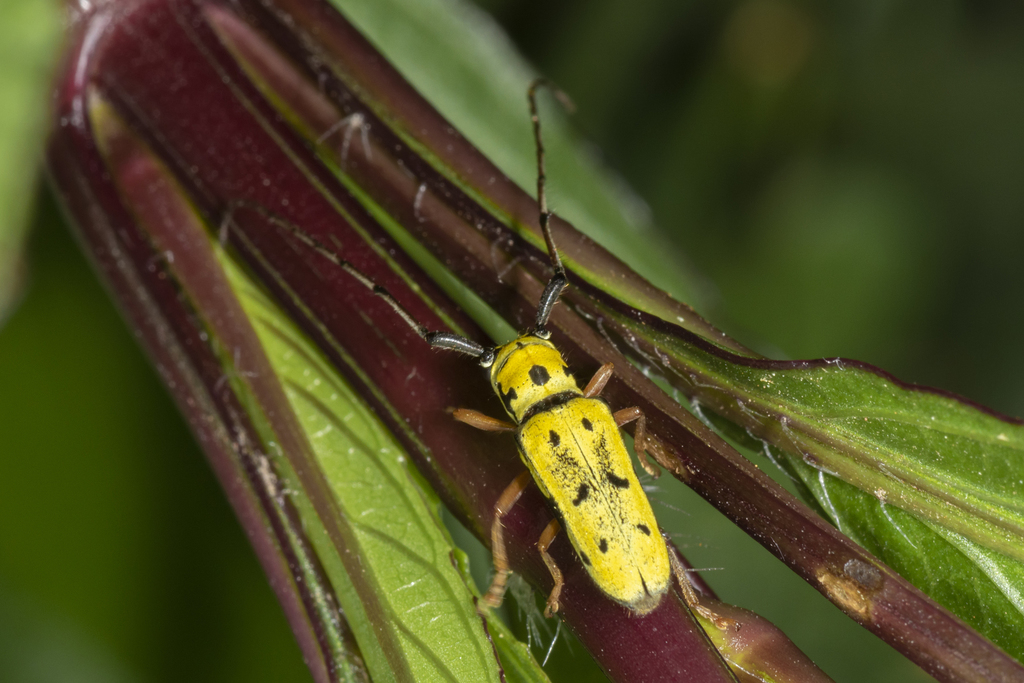 Zeale nigromaculata