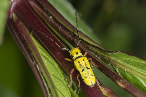 Zeale nigromaculata