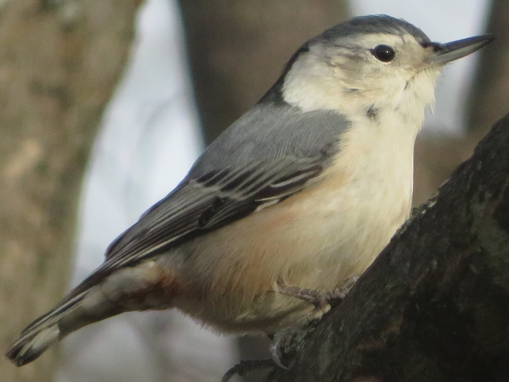 White-breasted Nuthatch (Eastern)