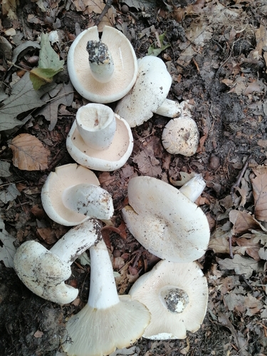 Lactifluus piperatus — no rights reserved