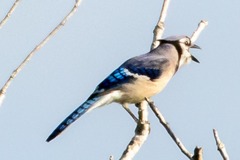 Cyanocitta cristata image