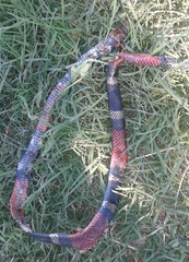 Micrurus pyrrhocryptus