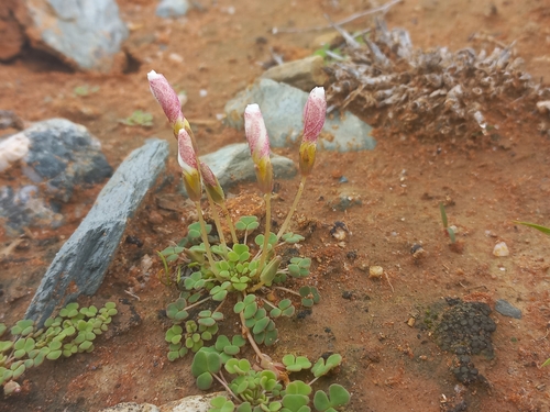 Image of Lichen Sorrel (Oxalis lichenoides) by (c) Brian du Preez, some rights reserved (CC BY-SA)