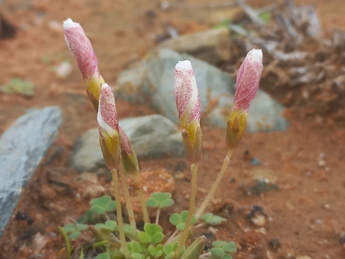 Image of Lichen Sorrel (Oxalis lichenoides) by (c) Brian du Preez, some rights reserved (CC BY-SA)
