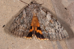 Catocala subnata
