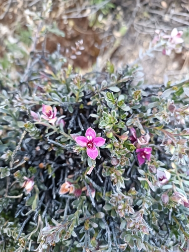 Image of Krameria lappacea by no rights reserved