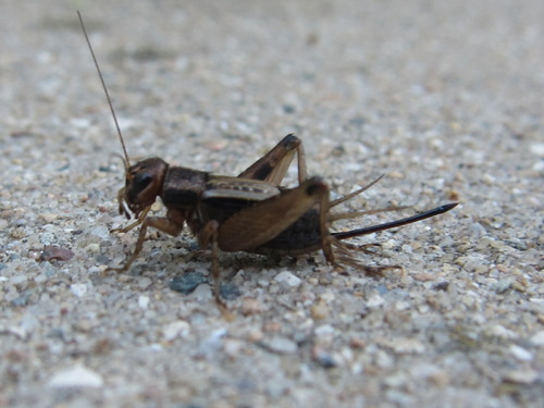 Striped Ground Cricket photo 6