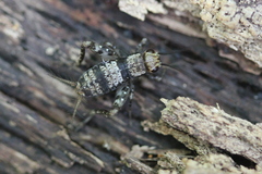 Allonemobius maculatus