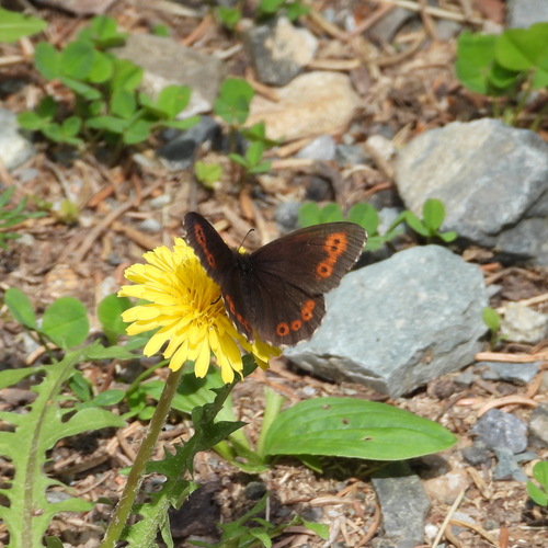 Erebia jeniseiensis