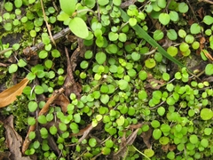 Epilobium nummulariifolium