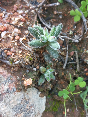 Image of Hedgehog Stonecrop (Crassula hirtipes) by (c) Brian du Preez, some rights reserved (CC BY-SA)