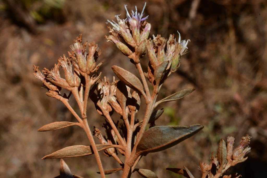 Eremanthus elaeagnus