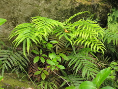 Blechnum triangularifolium