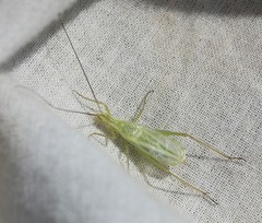 Oecanthus argentinus