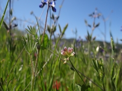 Trifolium bifidum