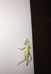 Oecanthus exclamationis