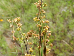 Juncus marginatus
