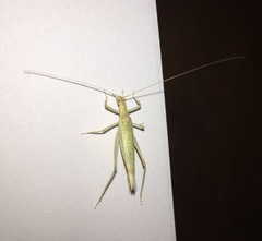 Oecanthus exclamationis